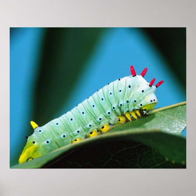 Poster Chenille du papillon Prométhée, Callosamia (Devant)
