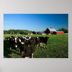 Poster Cheptels laitiers et copie rouge de grange