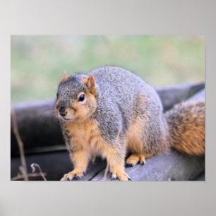 Poster Cher compagnon