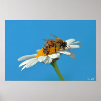 Poster Chère abeille
