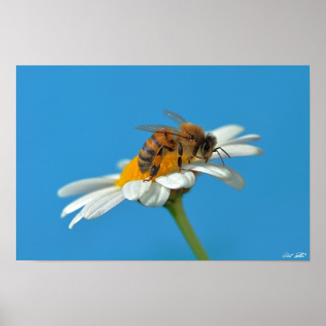 Poster Chère abeille (Devant)