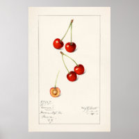 Cherry