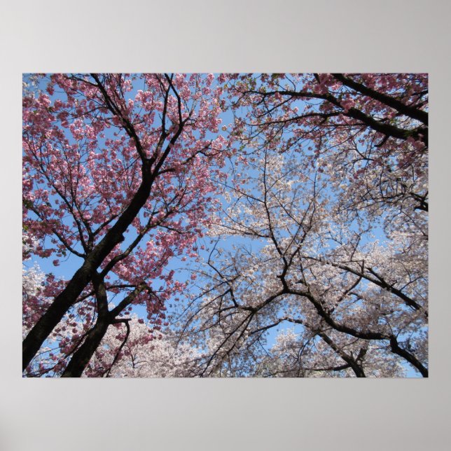 Poster Cherry Blossom : Japon (Devant)