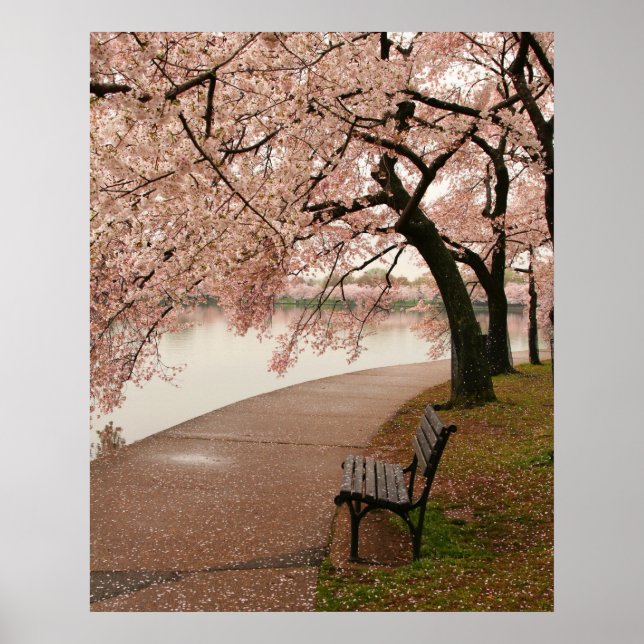 Poster Cherry Blossoms (Devant)
