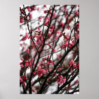 Poster Cherry Blossoms