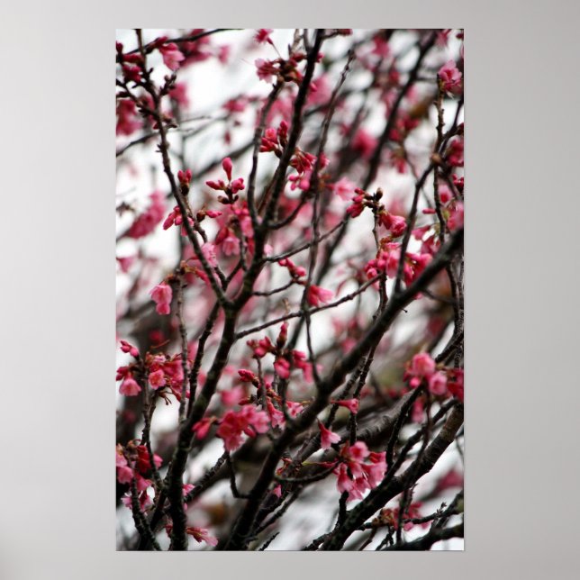 Poster Cherry Blossoms (Devant)