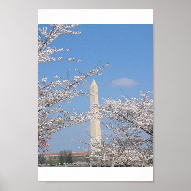 Poster Cherry Blossoms à Washington DC (Devant)