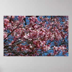 Poster Cherry Blossoms et Blue Sky Spring Floral