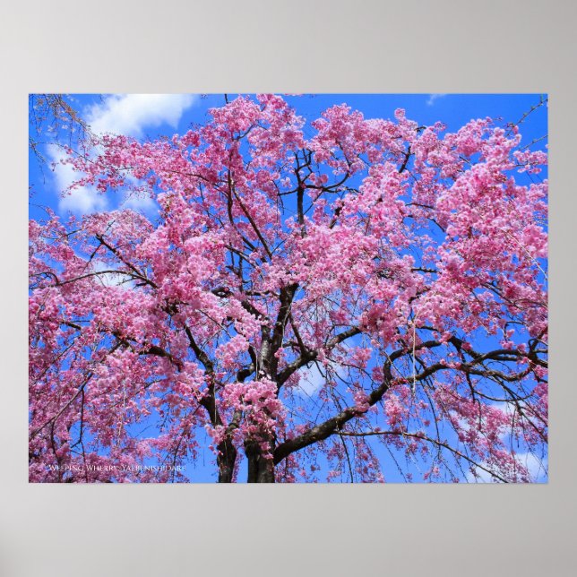 Poster Cherry de larmes : Yaebenishidare (Devant)