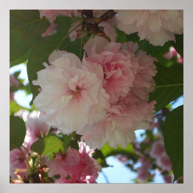 Poster Cherry Tree I Spring Floral (Devant)