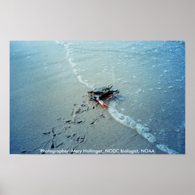 Poster/Chesapeake Bay Weibliche Blauer Krabben Poster (Vorne)