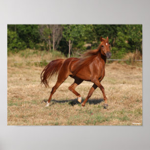 Poster Chestnut Arabe Courir Mane et Queue