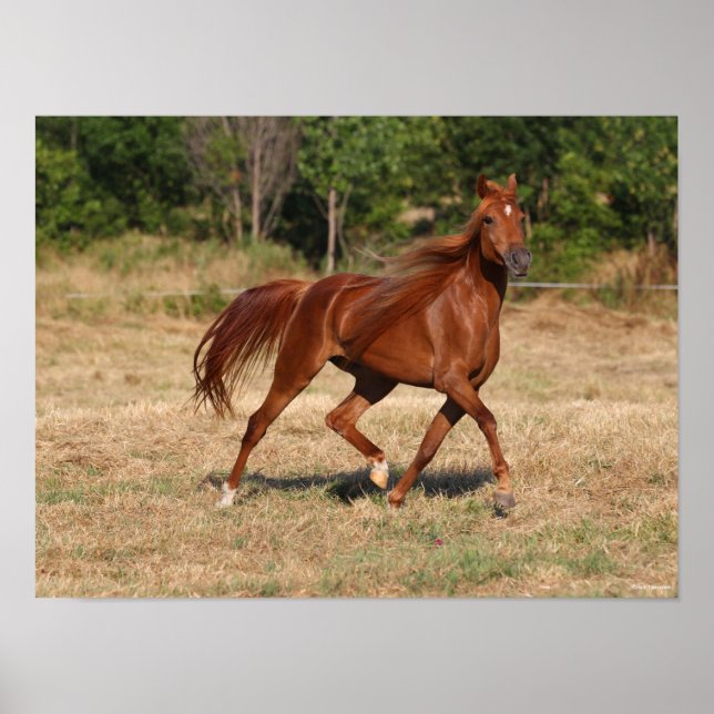Poster Chestnut Arabe Courir Mane et Queue (Devant)