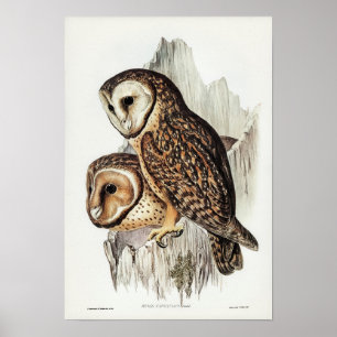 Poster Chestnut-faced Owl by Elizabeth Gould