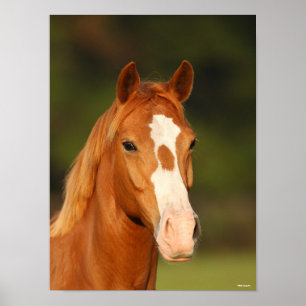 Poster Chestnut Oldenburg Cross Welsh Headshot