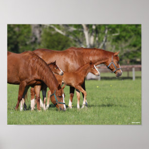 Poster Chestnut Quarter Horse Mares and Foals