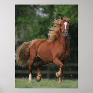 Poster Chestnut Welsh Pony Mane et Flux de queue