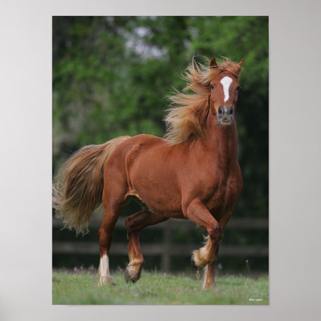 Poster Chestnut Welsh Pony Mane et Flux de queue (Devant)
