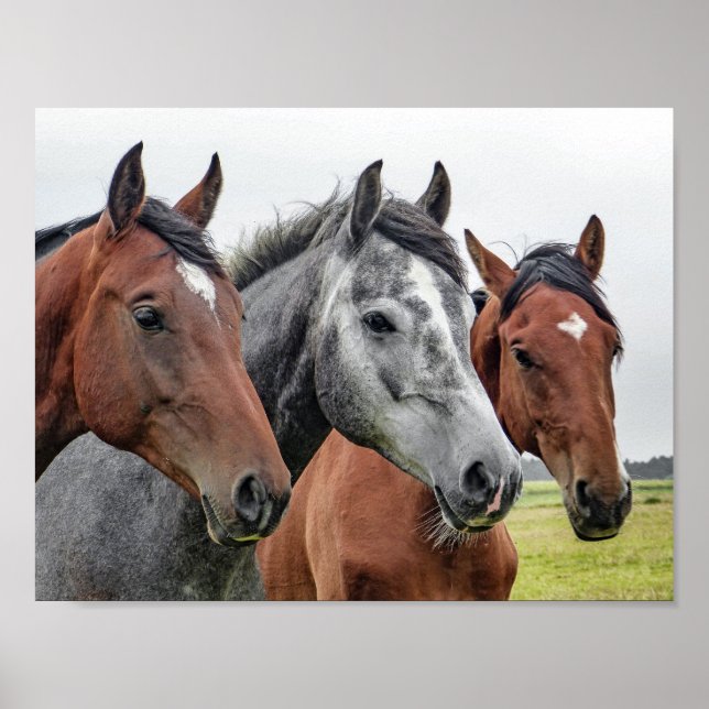 Poster cheval (Devant)