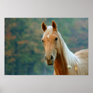 Poster Cheval