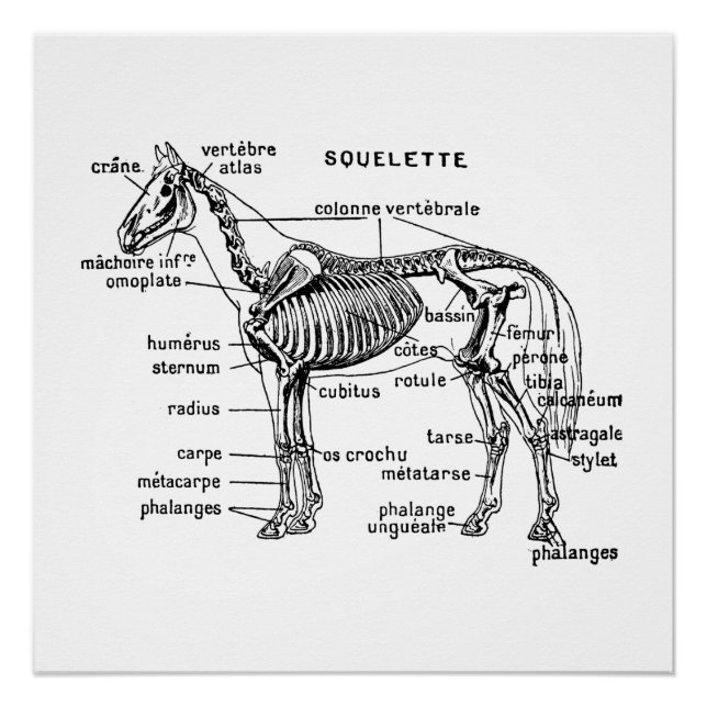 Poster Cheval (Devant)