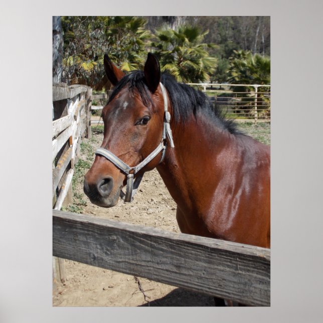 Poster Cheval (Devant)