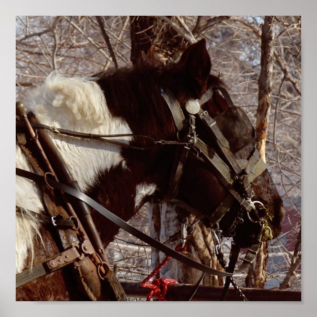 Poster Cheval à bascule Pinto (Devant)