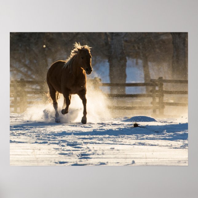 Poster Cheval à travers la neige (Devant)