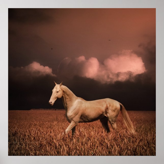 Poster Cheval Akhal-teke au coucher du soleil (Devant)