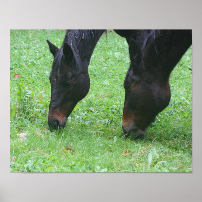 Poster Cheval Amis BFF Grading Animal (Devant)
