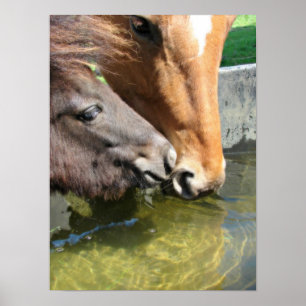 Poster Cheval Amis Partagez Un Verre