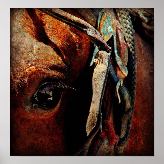 Poster Cheval Amish (Devant)