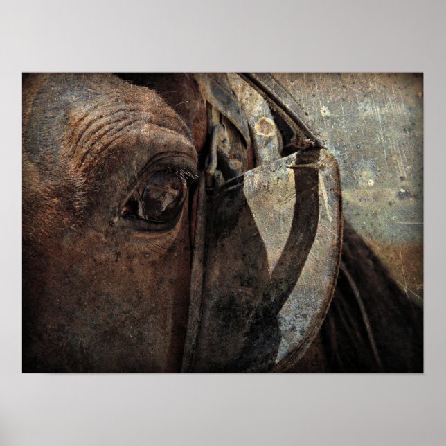 Poster Cheval Amish aux Aveugles (Devant)