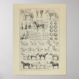 Poster Cheval Anatomie Aplobs Squelette Horse Anatomie