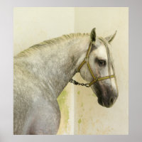 Cheval andalou grise
