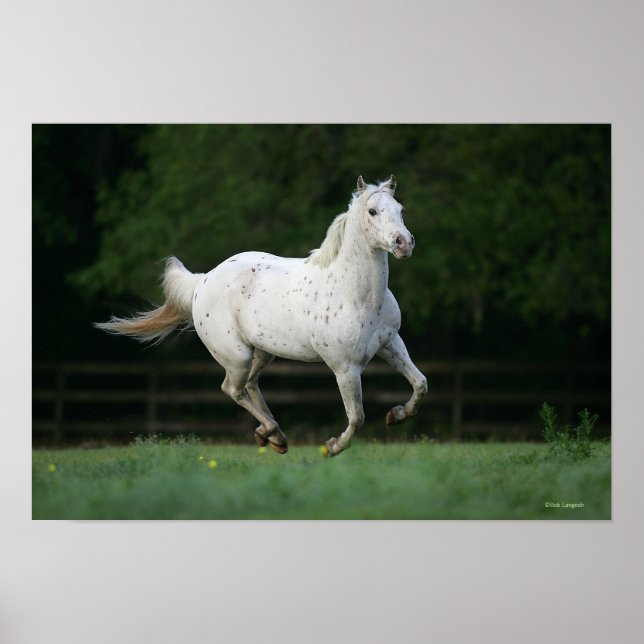 Poster Cheval Appaloosa 1 (Devant)