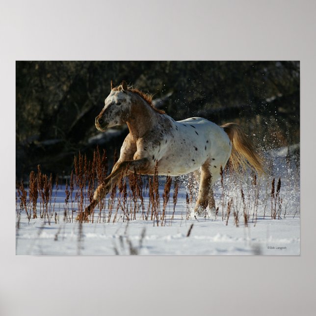 Poster Cheval Appaloosa courant dans la neige (Devant)