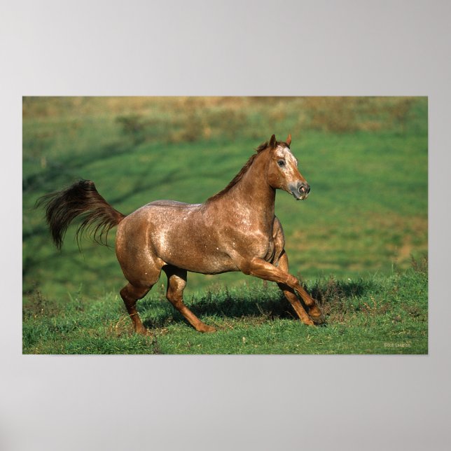 Poster Cheval Appaloosa courant dans le champ de Grassy (Devant)