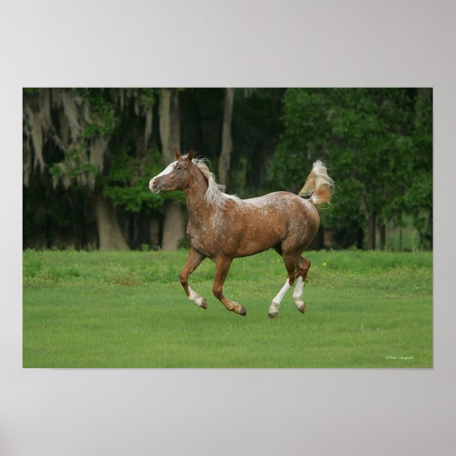 Poster Cheval Appaloosa en course (Devant)