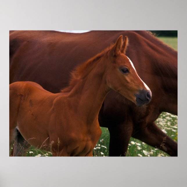 Poster Cheval Arabe près de Mère (Devant)