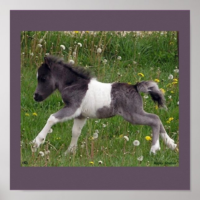 Poster Cheval Bébé (Devant)
