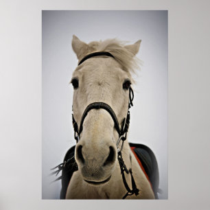 Poster Cheval blanc