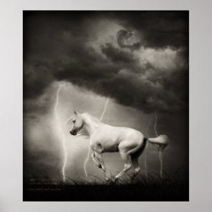 Poster Cheval blanc