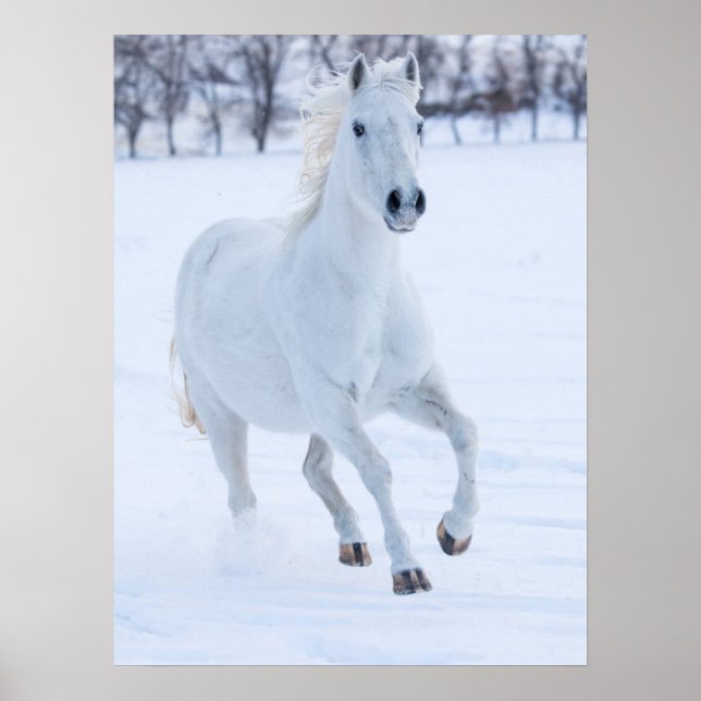 Poster Cheval blanc courant dans la neige (Devant)