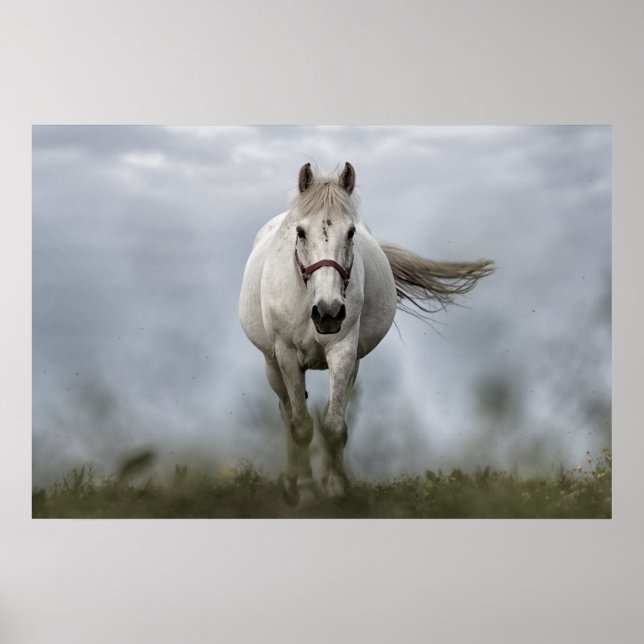 Poster Cheval Blanc Coureur (Devant)