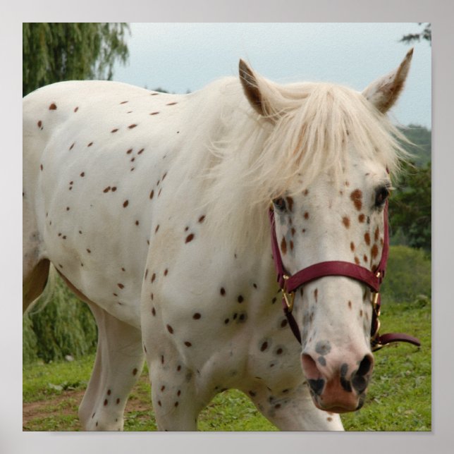 Poster Cheval blanc d'amour (Devant)