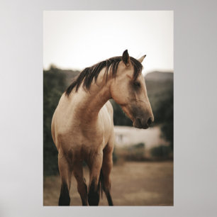 POSTER CHEVAL BROWN