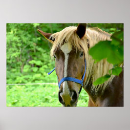 Poster Cheval Brown Belge Brouillon Photo