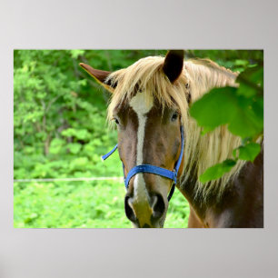 Poster Cheval Brown Belge Brouillon Photo