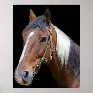 Poster cheval Brown et blanc
